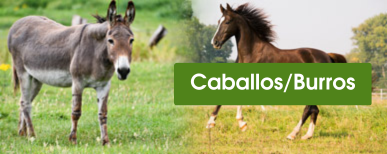 cercado eléctrico para caballos