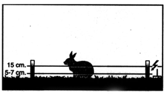 Ejemplo cercado conejos