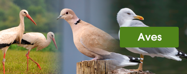 cercado eléctrico para aves con pastor eléctrico