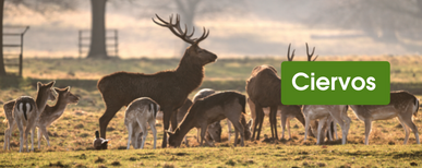 cercado eléctrico para ciervos