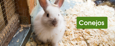 cómo hacer un cercado eléctrico para conejos domésticos