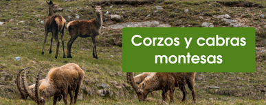 cercado eléctrico para corzos y cabras montesas