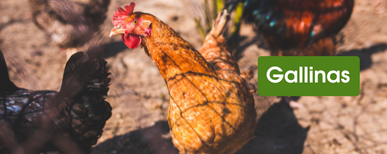 cercado eléctrico para gallinas