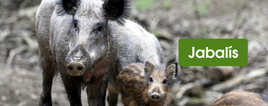 cómo hacer un cercado eléctrico para jabalís