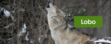 cómo hacer un cercado eléctrico para lobo