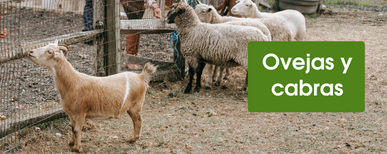 cercado electrico para ovejas y cabras