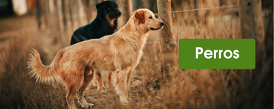 cercado eléctrico para perros