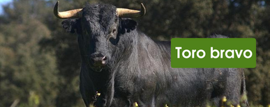 cercado eléctrico para toro bravo