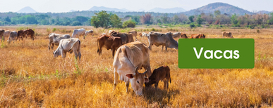 cercado electrico para vacas