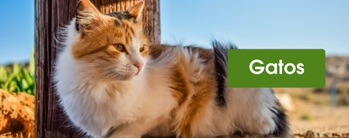 cómo hacer un cercado eléctrico para gatos